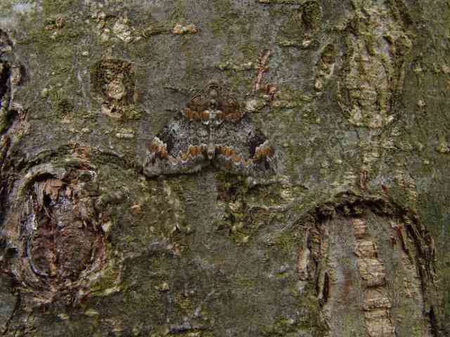 Dysstroma truncata, Schimmelspanner, heeft een opvallende variatie in vleugeltekening, veel in tuinen en parken